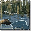 Bring Back The Buffalo